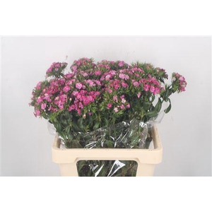 Di Barb Amazone Pink