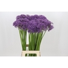 Allium Violet Beauty