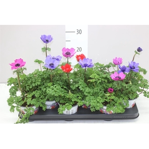 Anemone Co Harm Gemengd