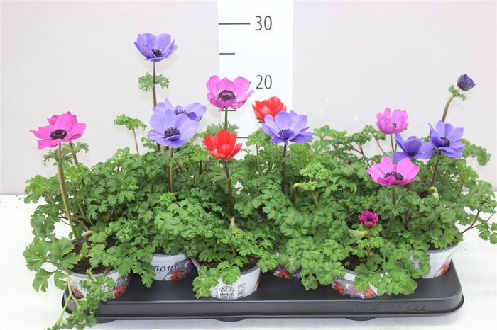 <h4>Anemone Co Harm Gemengd</h4>