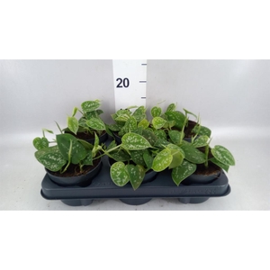Scindapsus pictus 'Argyraeus'