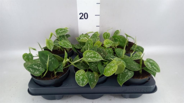 <h4>Scindapsus pictus 'Argyraeus'</h4>