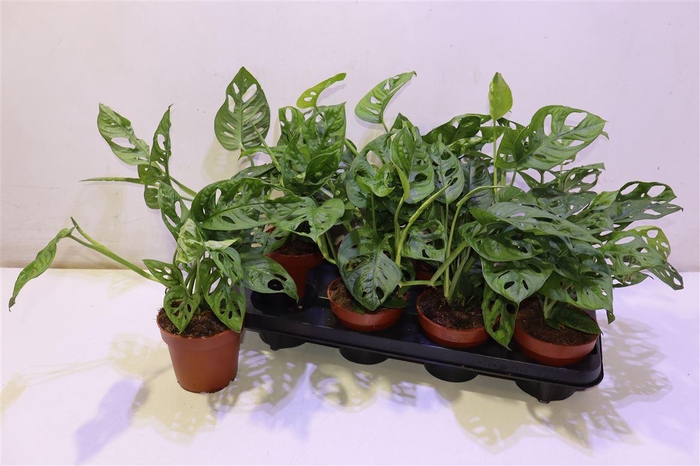 <h4>Monstera Adansonii</h4>