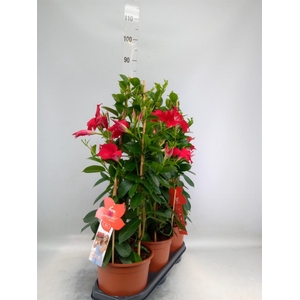 Mandevilla sand. 'SumStar Red'