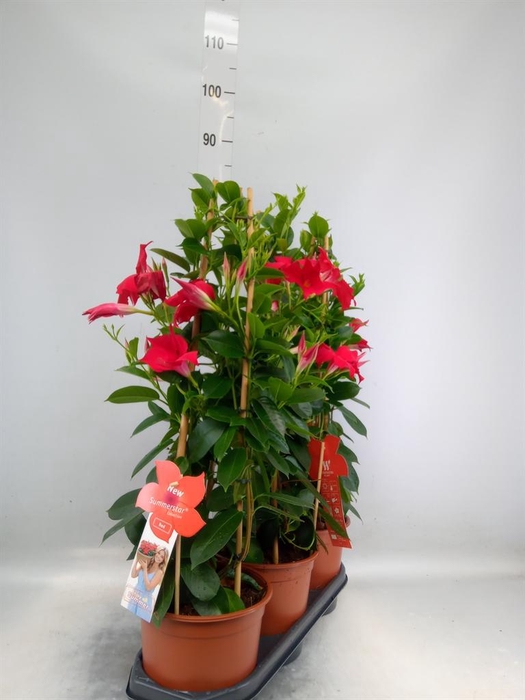<h4>Mandevilla sand. 'SumStar Red'</h4>