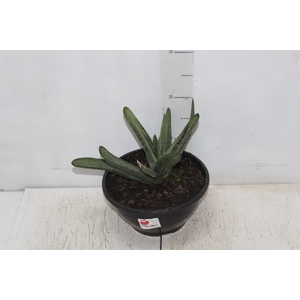 SUCULENTAS GASTERIA LITTLE WARTY C21