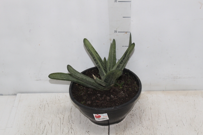 <h4>SUCULENTAS GASTERIA LITTLE WARTY C21</h4>