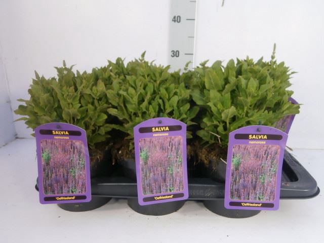 <h4>Salvia nemorosa 'Ostfriesland'</h4>