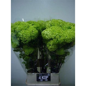 Viburnum Roseum St 100cm 4 Hd