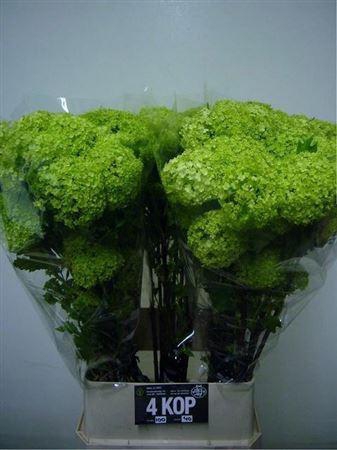 <h4>Viburnum Roseum St 100cm 4 Hd</h4>
