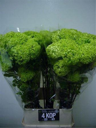 <h4>Viburnum Roseum St</h4>