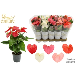 Anthurium 12 cm 5 color mix in Haute Couture sleeve