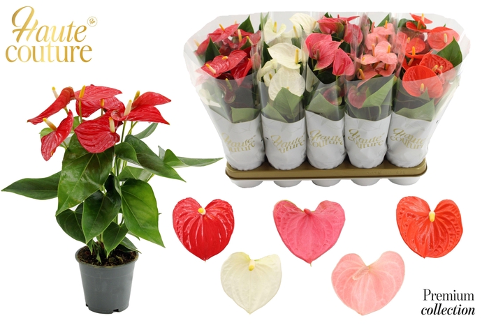 <h4>Anthurium 12 cm 5 color mix in Haute Couture sleeve</h4>