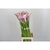 Zantedeschia Eydolls Purple White