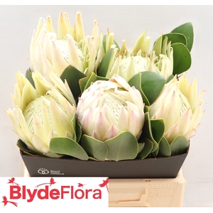 PROTEA CYNAROIDES