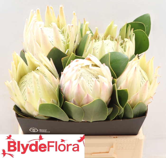 <h4>PROTEA CYNAROIDES</h4>
