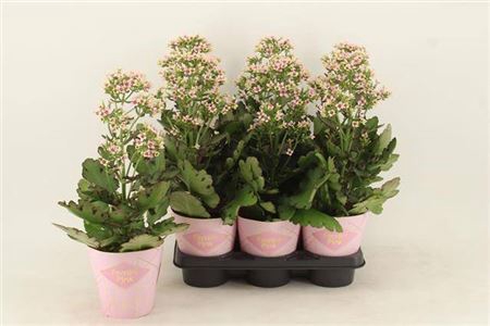 <h4>Kalanchoe Femini Pink Potcover</h4>