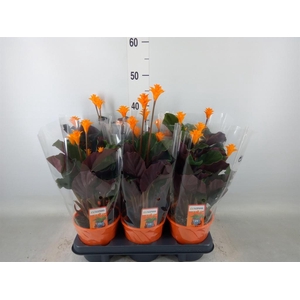 Calathea crocata 'Tassmania'