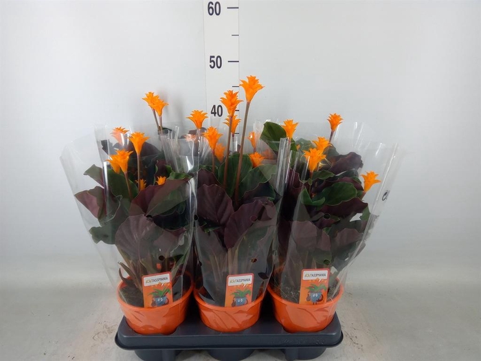 <h4>Calathea crocata 'Tassmania'</h4>