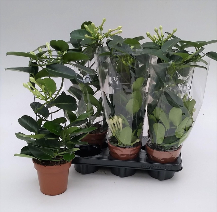 <h4>STEPH FL OV</h4>