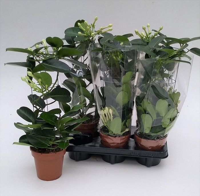 <h4>STEPH FL OV</h4>