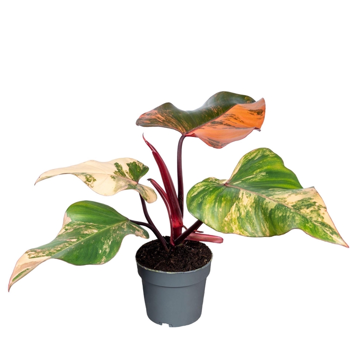 <h4>Philodendron   ...</h4>