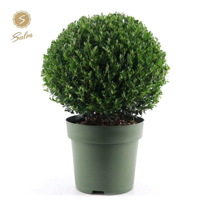 <h4>Ilex crenata 'Jenny'® Ball Ø40cm P27</h4>