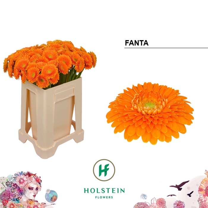 <h4>GERMINI POMPONI FANTA GE MB GERPONI</h4>