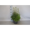 vaste planten 19 cm  Delphinium Delgenius ™ Breezin