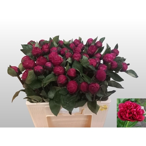 PAEO L RED SARAH BER