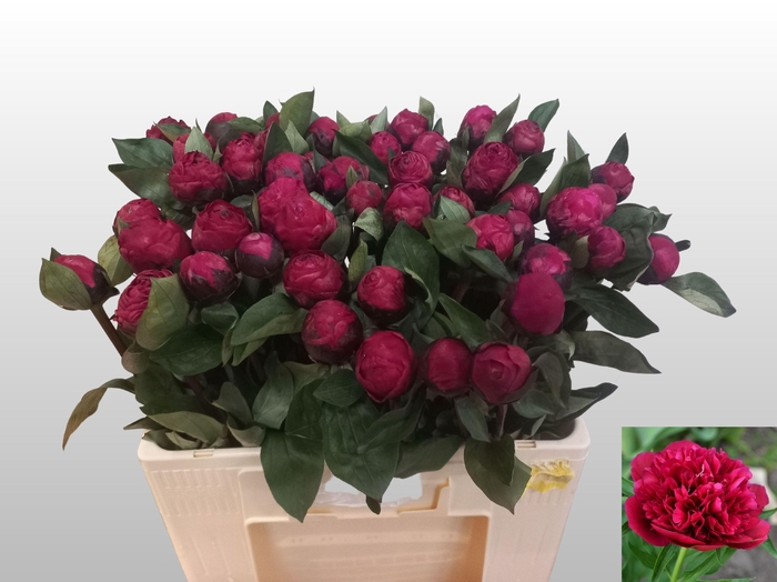 <h4>PAEO L RED SARAH BER</h4>