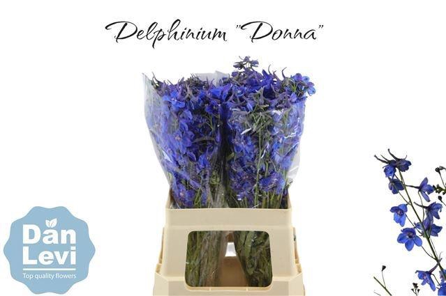 <h4>Delph En Donna</h4>