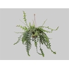 CACTUS SIANINHA C21