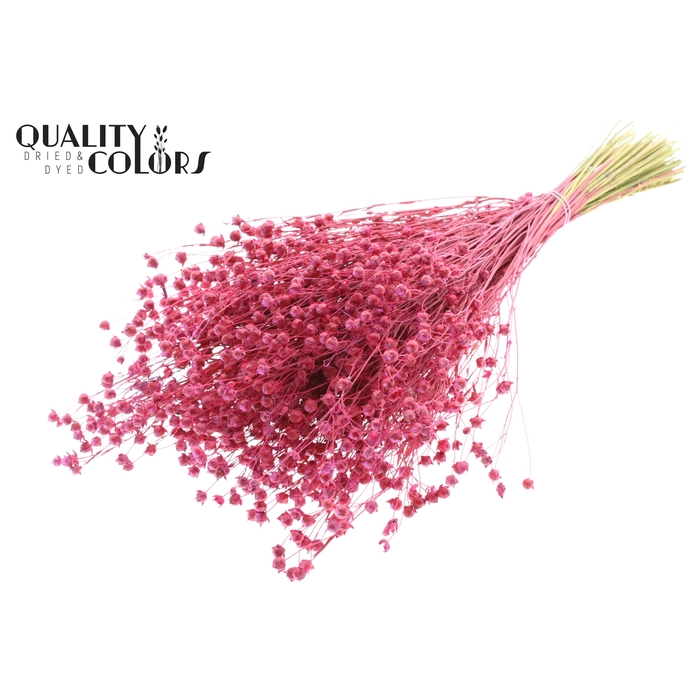 <h4>Lino Vlas p/bunch in poly Cerise</h4>