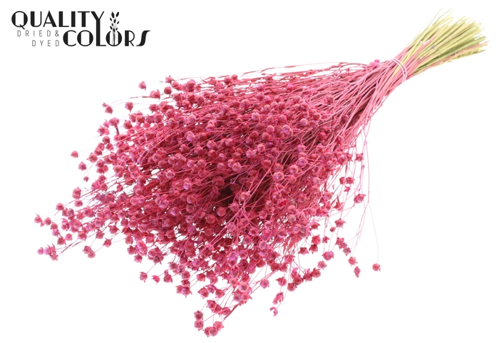 Lino Vlas p/bunch in poly Cerise