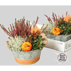 ARR TUINPLANTEN