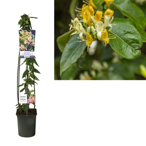 Lonicera h. 'Copper Beauty' PBR +light label