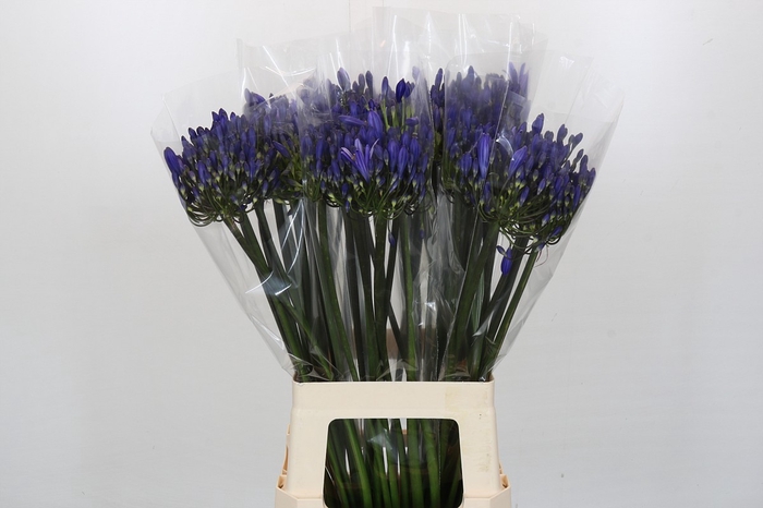 <h4>Agapanthus EYFORI Blue</h4>