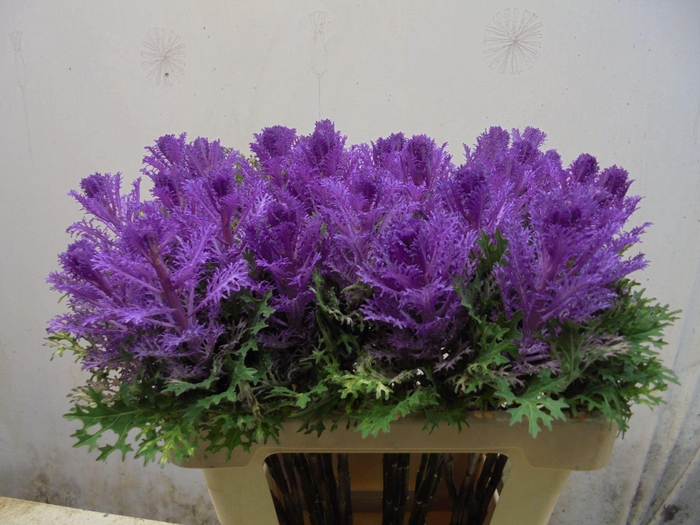 <h4>BRASS CRANE QUEEN</h4>