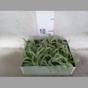 Tillandsia