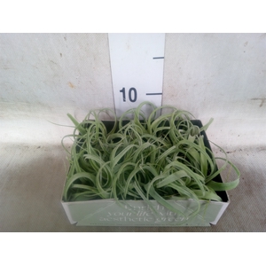 Tillandsia