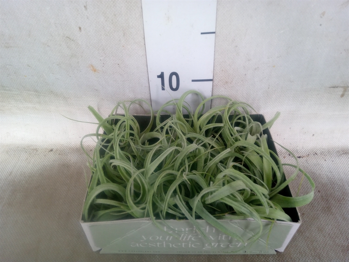 <h4>Tillandsia</h4>