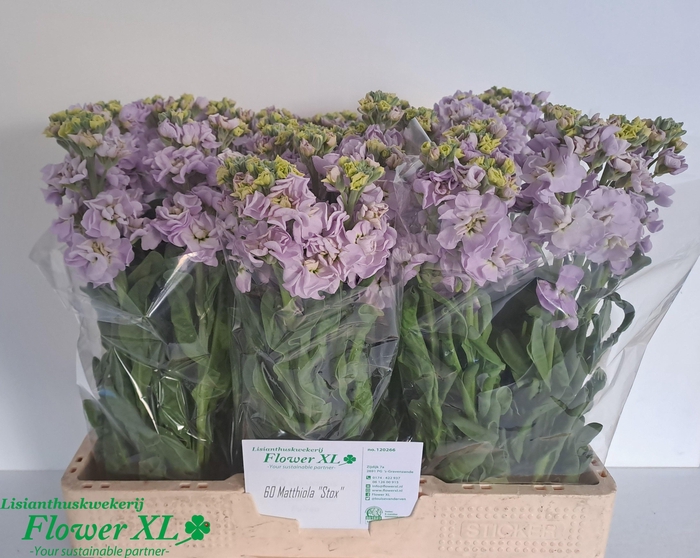 <h4>MATTH IMPALA MARINE</h4>