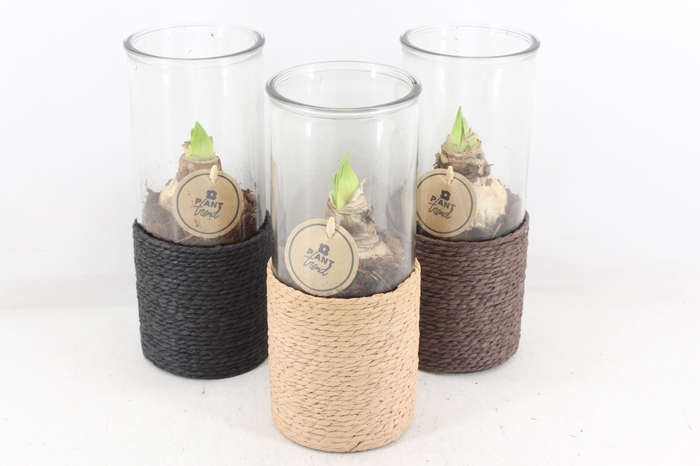 <h4>arr4 Amaryllis PL - Glas cilinder touw hoog</h4>