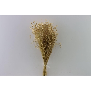 Dried Lino/vlas Natural Bunch