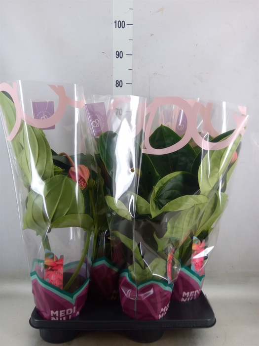 <h4>Medinilla magnifica 'Flamenco'</h4>