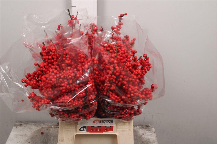 <h4>Ilex Ve Rode Bes</h4>