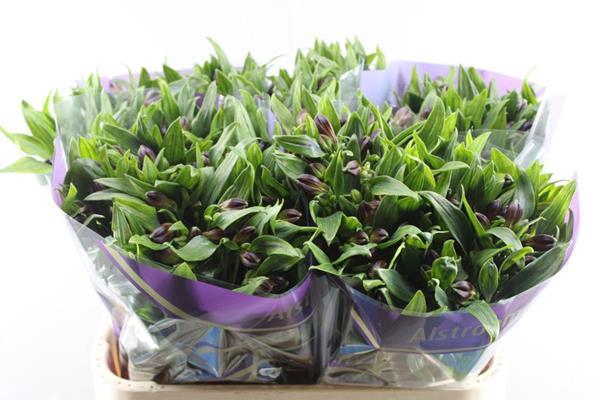 <h4>Alstr Rumba (rood)</h4>