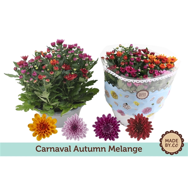 <h4>Chrysant Carnaval Autumn Melange</h4>