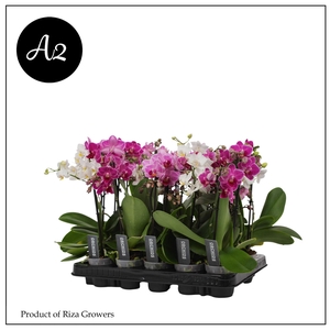 Phalaenopsis A2 Multi Mix 1 + 2 spike – 7cm
